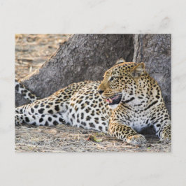 Leopard auf dem Boden ablegen Postkarte