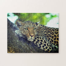 Leopard auf einem Baum Majestic Big Cat