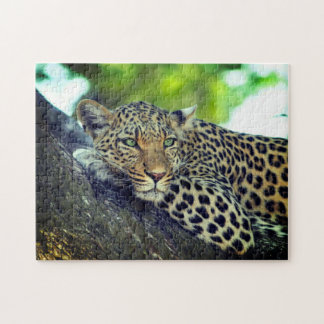 Leopard auf einem Baum Majestic Big Cat