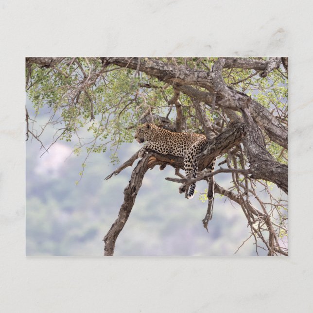 Leopard auf einem Baum Postkarte (Vorderseite)