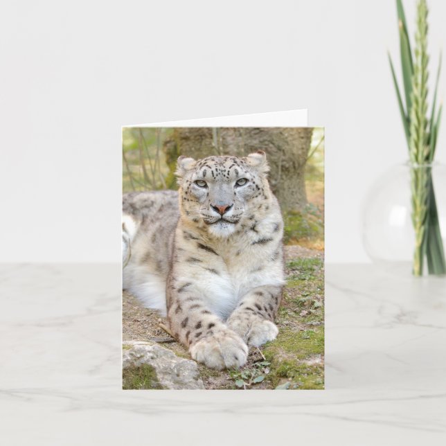 Leopard aus Foto , Tiere , Karte (Vorderseite)