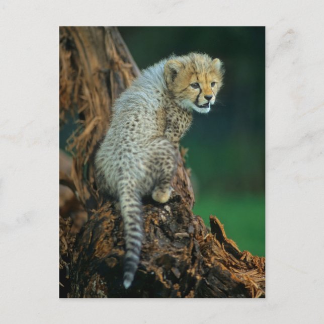 Leopard, Baby auf Baum, Postkarte (Vorderseite)