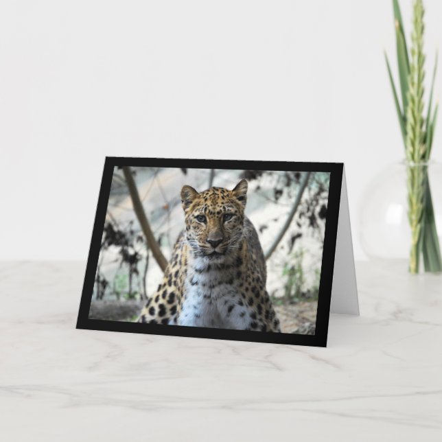 Leopard Blick Karte (Vorderseite)