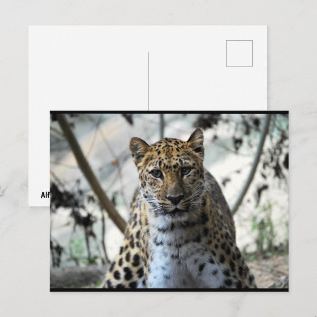 Leopard Blick Postkarte (Vorne/Hinten)