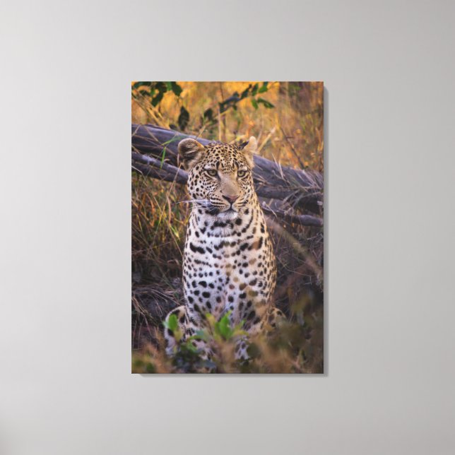 Leopard, Botsuana, Afrika Leinwanddruck (Vorderseite)