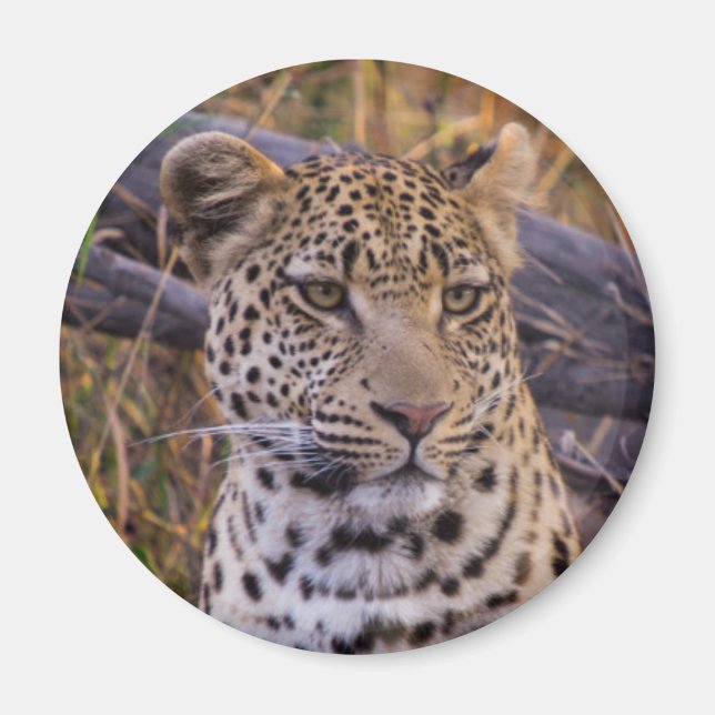 Leopard, Botsuana, Afrika Magnet (Vorne)