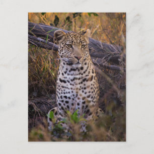 Leopard, Botsuana, Afrika Postkarte