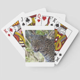 Leopard Cat Animal Africa Jungle Country Destinati Spielkarten
