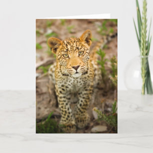 Leopard-CUB-Gruß-Karte Karte
