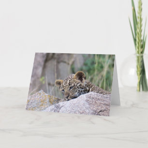 Leopard Cub Karte
