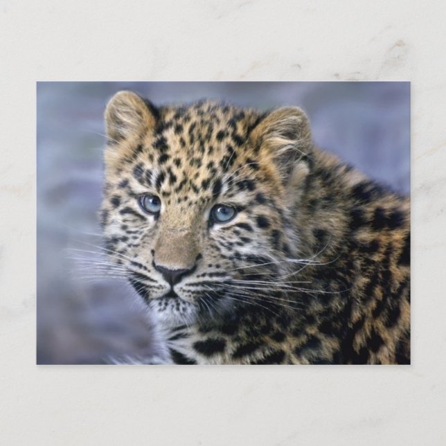 Leopard Cub Postcard Postkarte (Vorderseite)