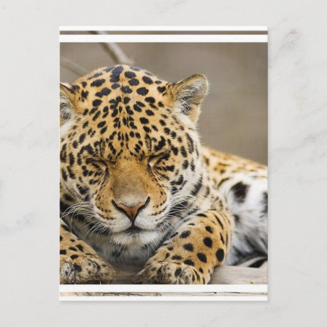 Leopard Cub Postcard Postkarte (Vorderseite)