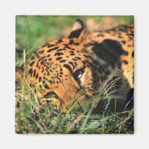 Leopard, der im Gras stillsteht Magnet