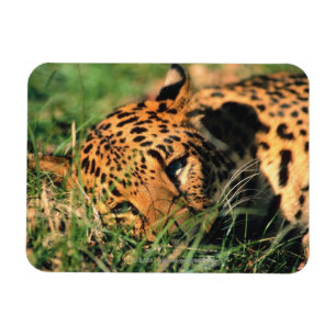 Leopard, der im Gras stillsteht Magnet