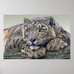 Leopard Dreaming Druck Poster