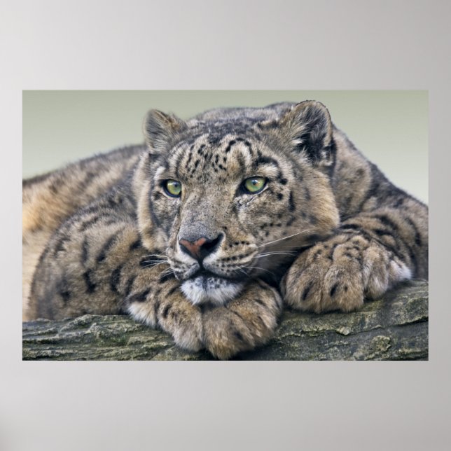 Leopard Dreaming Print Poster (Vorne)