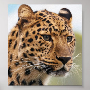 Leopard-Foto Poster