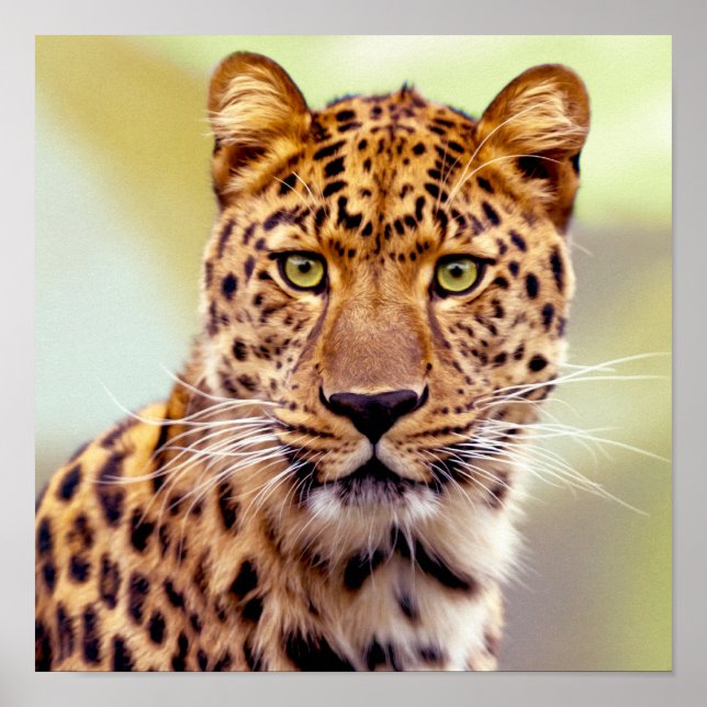 Leopard-Foto Poster (Vorne)