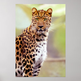 Leopard-Foto Poster