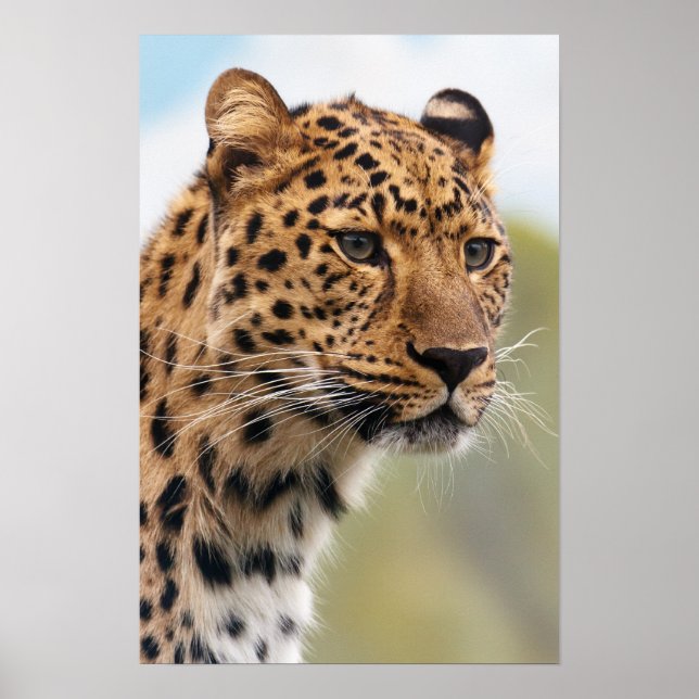 Leopard-Foto Poster (Vorne)