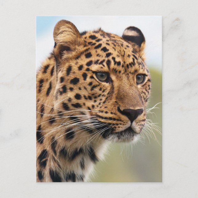 Leopard-Foto Postkarte (Vorderseite)