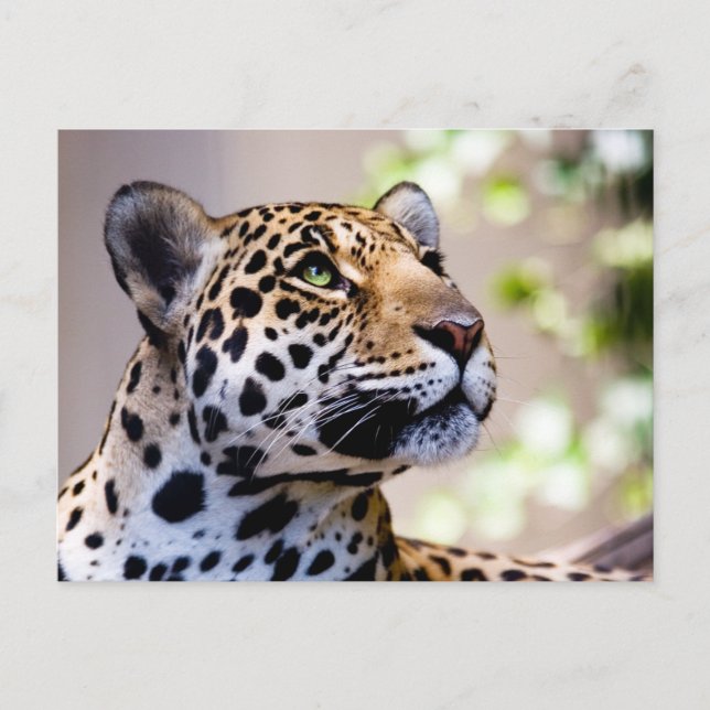 Leopard-Foto Postkarte (Vorderseite)