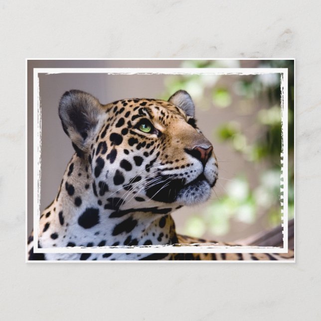 Leopard-Foto Postkarte (Vorderseite)