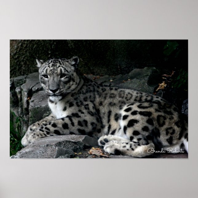 Leopard Foto Print Poster (Vorne)