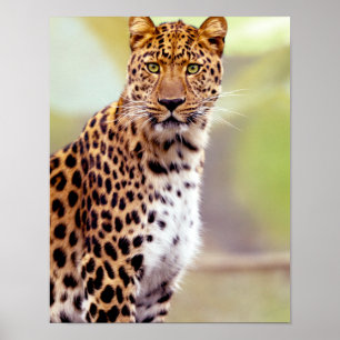 Leopard-Fotografie Poster