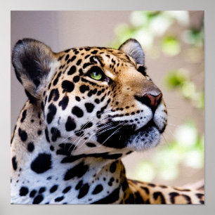 Leopard-Fotografie Poster