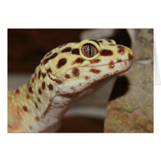 Leopard Gecko