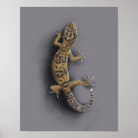 Leopard-Gecko-Eidechse