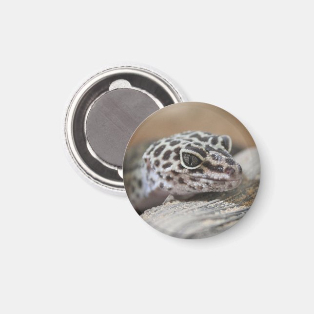 Leopard Gecko Eyes Mouth Face Nah Magnet (Vorderseite/Rückseite)