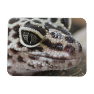 Leopard Gecko Eyes Mouth Face Nah Magnet