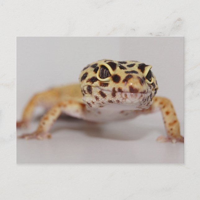 Leopard Gecko Postcard Postkarte (Vorderseite)