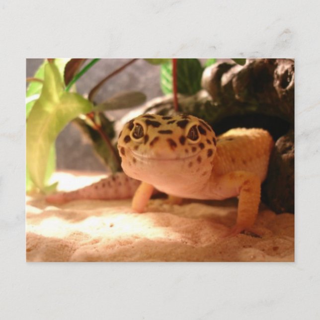 Leopard Gecko Postcard Postkarte (Vorderseite)