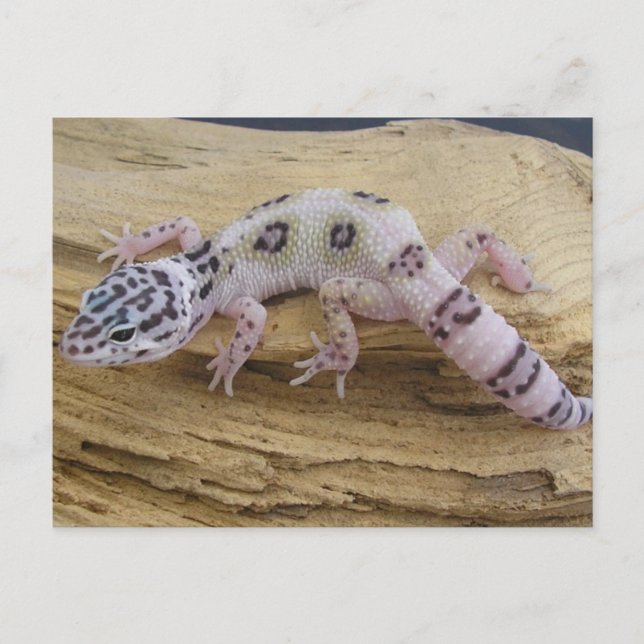Leopard Gecko Postcard Postkarte (Vorderseite)