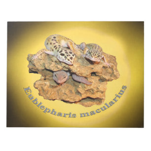 Leopard Geckoentwurf für alle! Notizblock