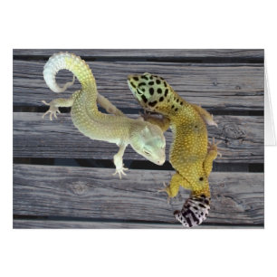 Leopard Geckos - Mantel mit vielen Farben