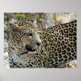 Leopard-Gesichtsseite Poster