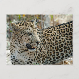 Leopard-Gesichtsseite Postkarte