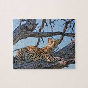 Leopard im Baum