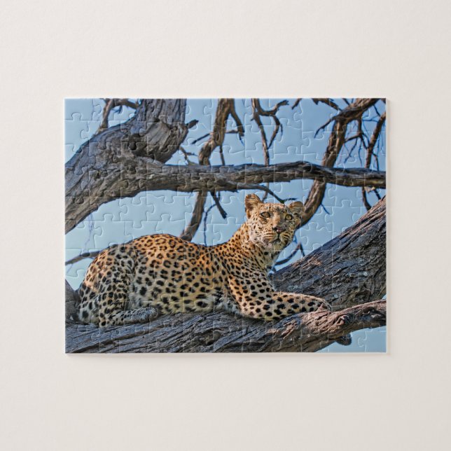 Leopard im Baum (Horizontal)