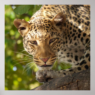 Leopard im Baum Poster
