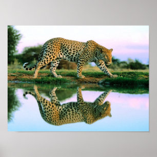 Leopard im Wasser Poster