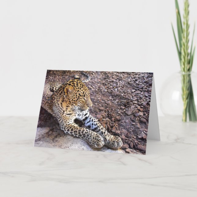 Leopard in der Erholung Feiertagskarte (Vorderseite)