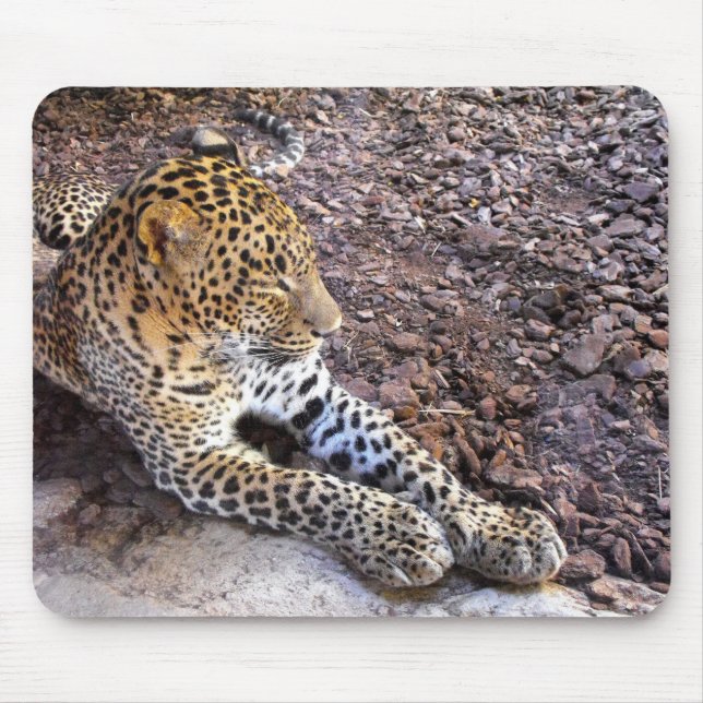 Leopard in der Erholung Mousepad (Vorne)