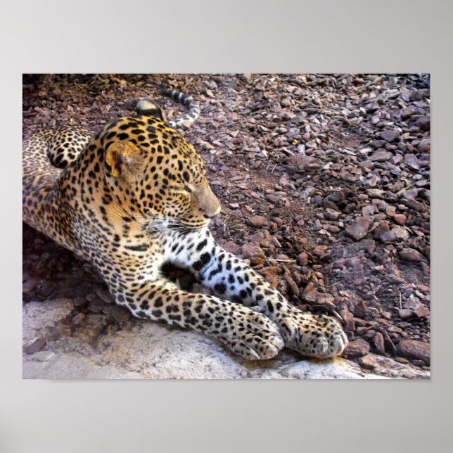 Leopard in der Erholung Poster (Vorne)