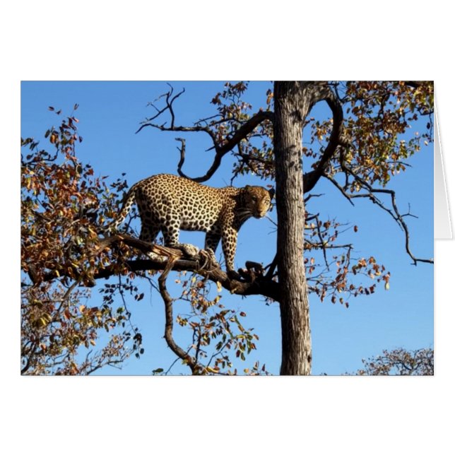 Leopard in einem Baum in Afrika (Vorderseite (Horizontal))