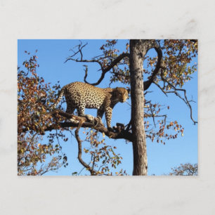 Leopard in einem Baum in Afrika Postkarte